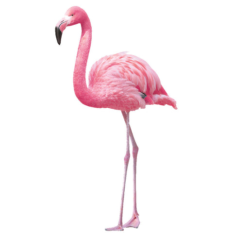 Global Fusion Pink Flamingo Wallpaper G56406 - The Home Depot