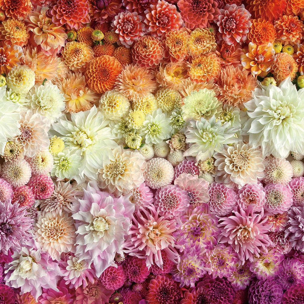 An up close swatch of Tempaper's Dahlia Gradient Peel And Stick Wall Murals By Wright Kitchen.